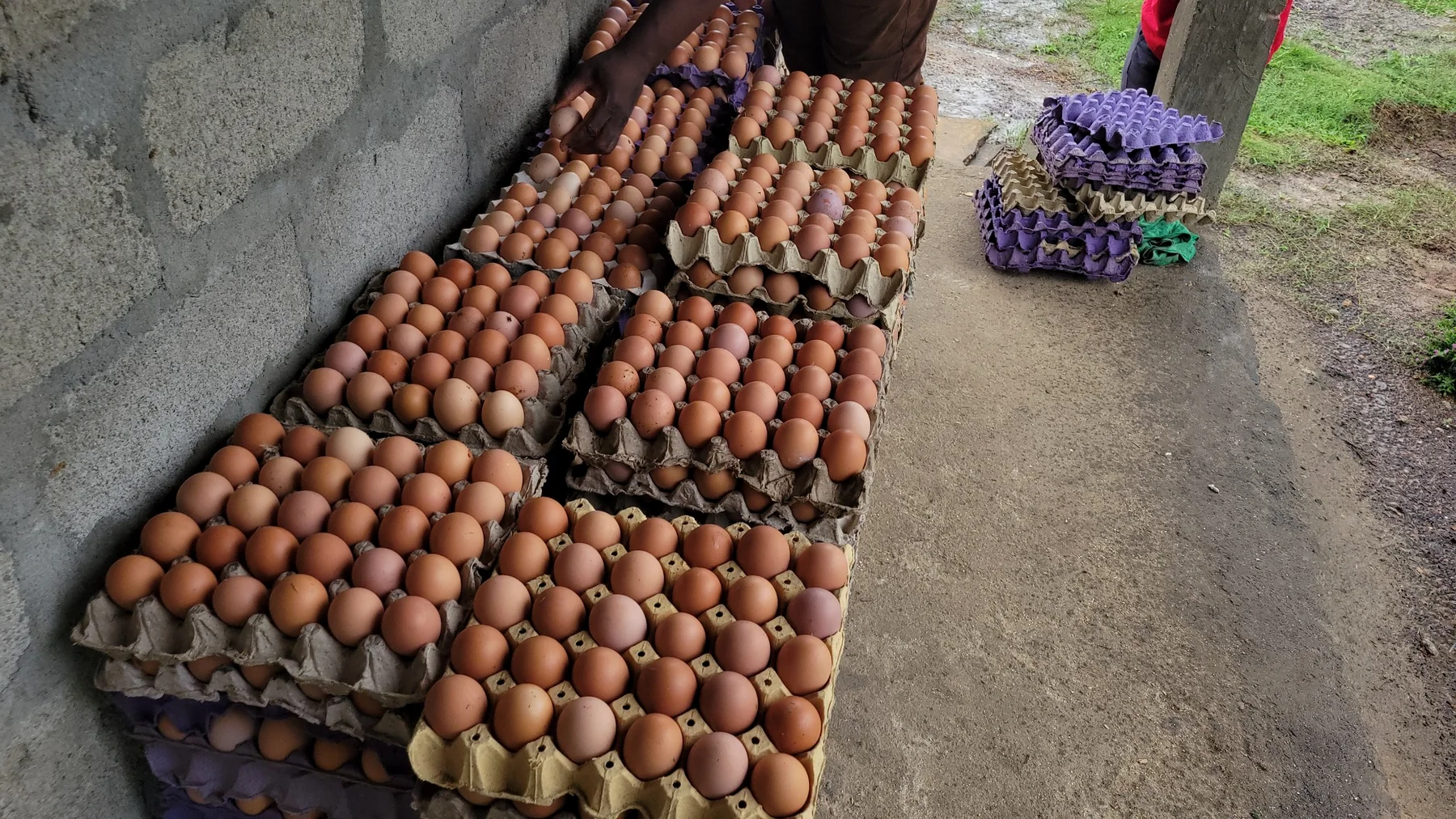 Grow Big Group farm activity