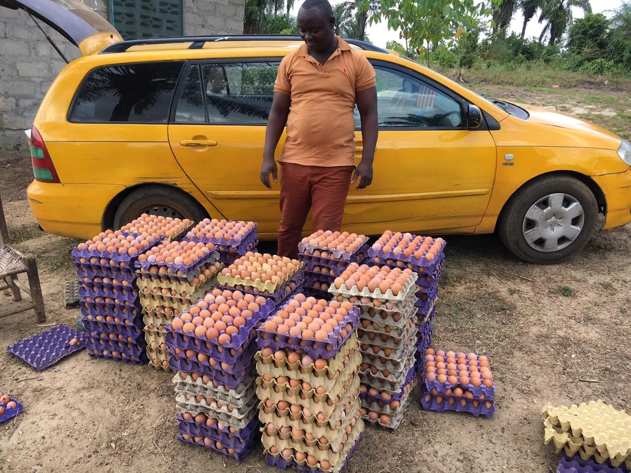 GBG farm eggs prepared for distribution