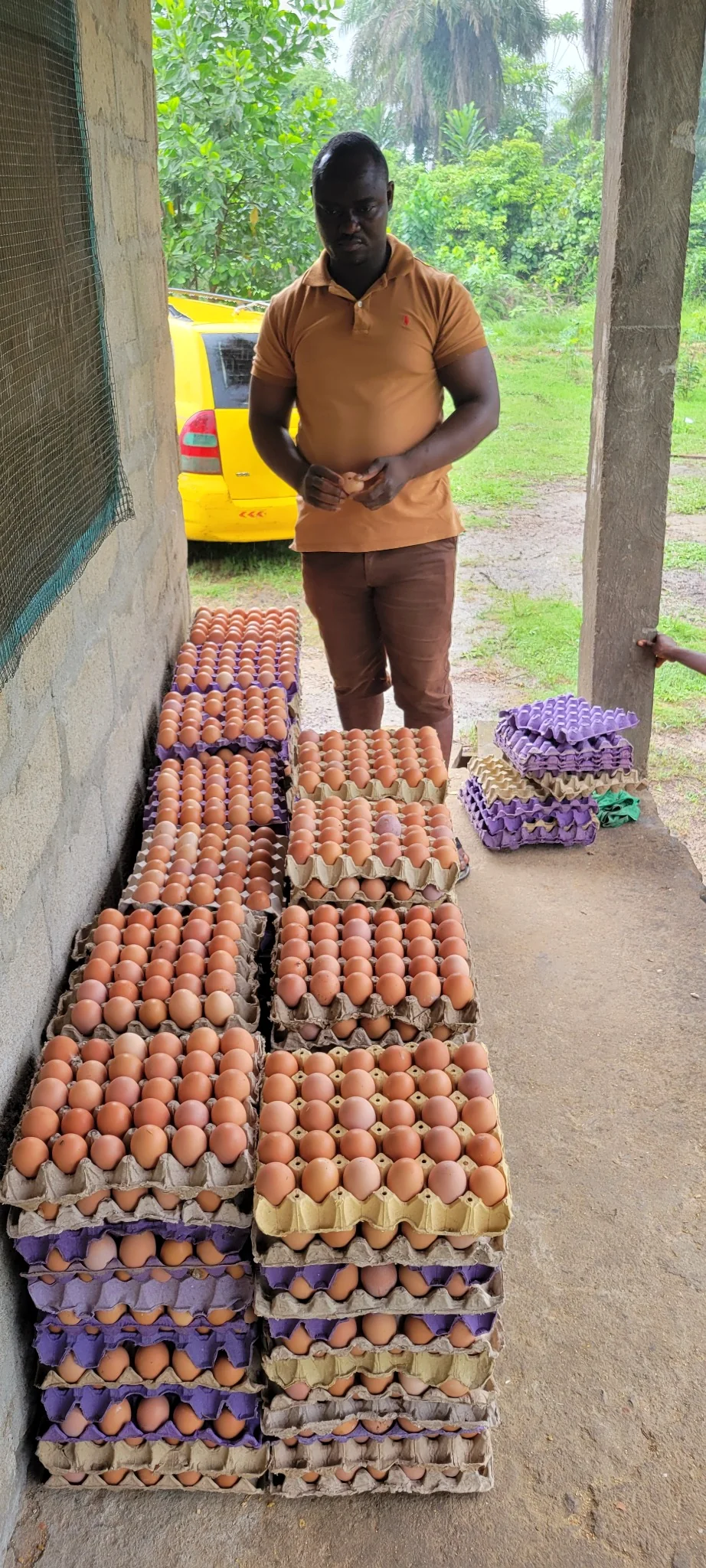 GBG farm egg harvest