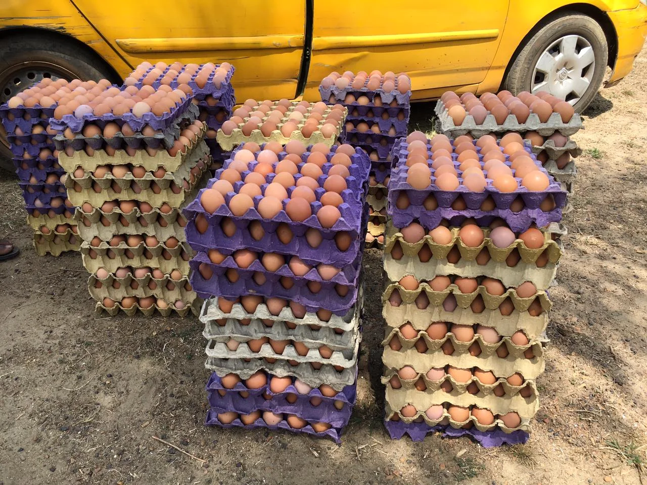 Farm fresh eggs