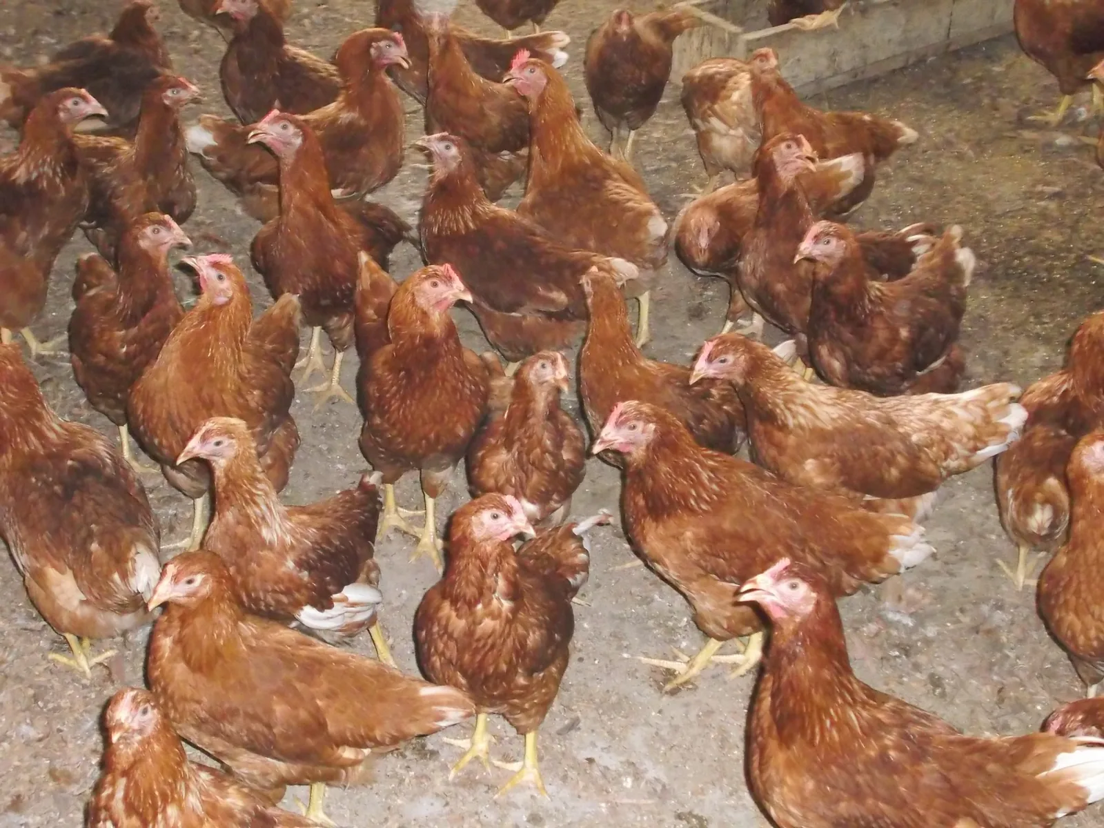 Layer chickens at GBG Farm