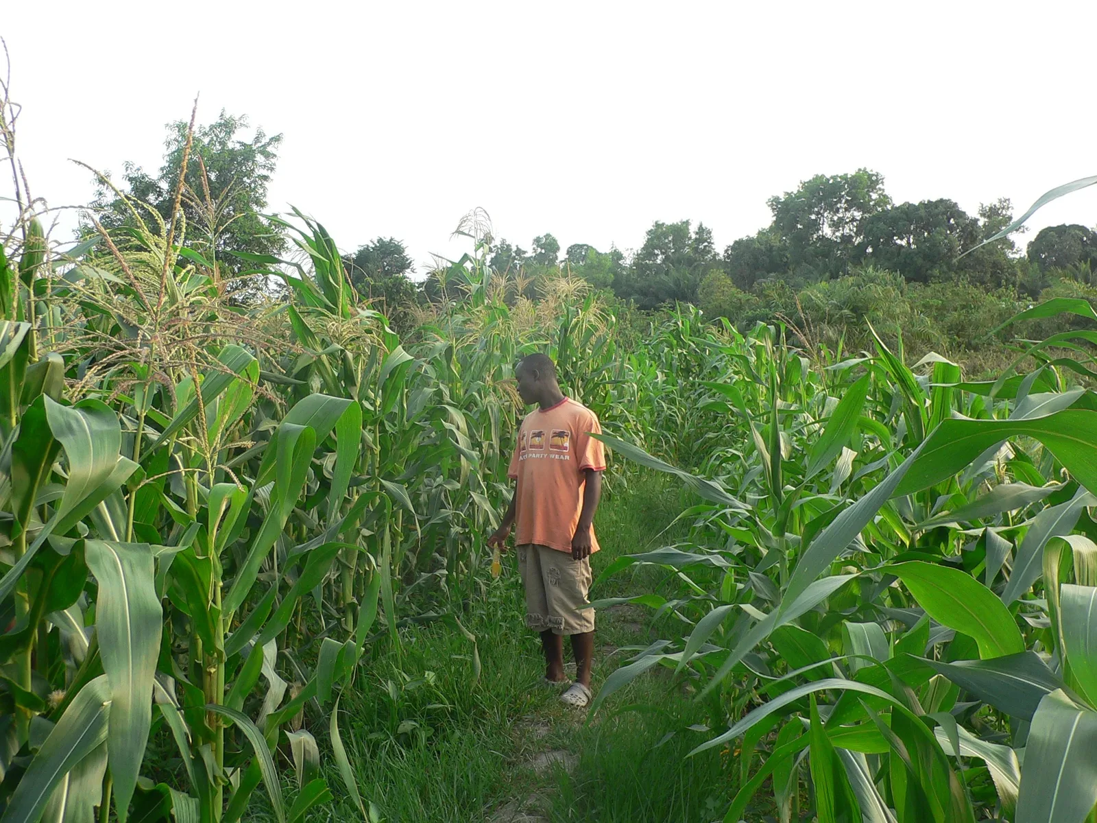 Maize crop